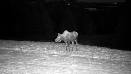 Inspiration Ridge - Homer Alaska Live Webcam - Nov 7, 2025, 11:51pm AKST