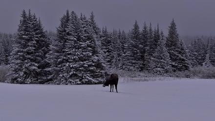 Inspiration Ridge - Homer Alaska Live Webcam - Jan 11, 2026, 9:26am AKST