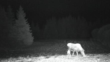 Inspiration Ridge - Homer Alaska Live Webcam - Nov 30, 2025, 4:17am AKST