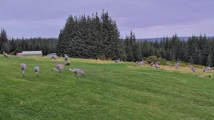 Inspiration Ridge - Homer Alaska Live Webcam - Sep 4, 2025, 10:38am AKDT
