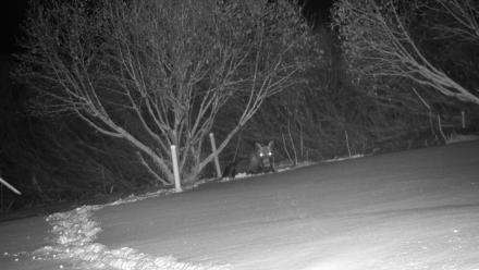 Inspiration Ridge - Homer Alaska Live Webcam - Jan 6, 2026, 2:06am AKST