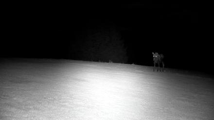 Inspiration Ridge - Homer Alaska Live Webcam - Nov 1, 2025, 3:29am AKDT