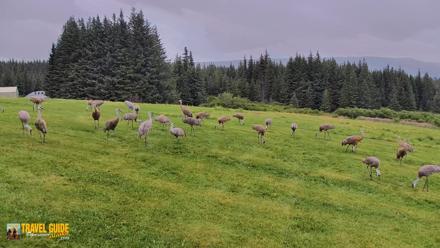 Inspiration Ridge - Homer Alaska Live Webcam - Aug 22, 2026, 7:51pm AKDT