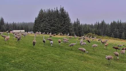 Inspiration Ridge - Homer Alaska Live Webcam - Sep 5, 2025, 7:46am AKDT