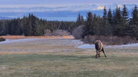 Inspiration Ridge - Homer Alaska Live Webcam - Dec 22, 2025, 2:13pm AKST