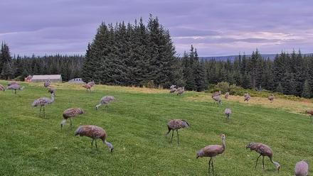 Inspiration Ridge - Homer Alaska Live Webcam - Sep 3, 2025, 8:56am AKDT