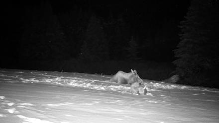 Inspiration Ridge - Homer Alaska Live Webcam - Jan 14, 2026, 12:45am AKST