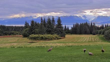 Inspiration Ridge - Homer Alaska Live Webcam - Sep 3, 2025, 9:09am AKDT