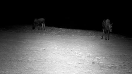 Inspiration Ridge - Homer Alaska Live Webcam - Dec 15, 2025, 9:26pm AKST