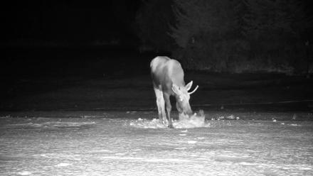 Inspiration Ridge - Homer Alaska Live Webcam - Jan 21, 2026, 11:06pm AKST