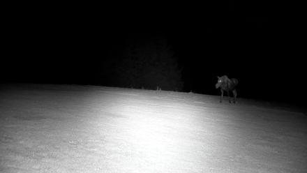 Inspiration Ridge - Homer Alaska Live Webcam - Nov 1, 2025, 4:00am AKDT