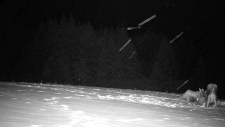 Inspiration Ridge - Homer Alaska Live Webcam - Jan 14, 2026, 12:11am AKST