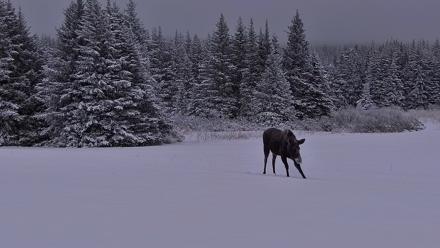 Inspiration Ridge - Homer Alaska Live Webcam - Jan 11, 2026, 9:41am AKST