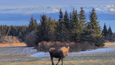 Inspiration Ridge - Homer Alaska Live Webcam - Dec 22, 2025, 2:10pm AKST