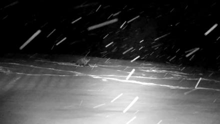 Inspiration Ridge - Homer Alaska Live Webcam - Jan 5, 2026, 9:42pm AKST