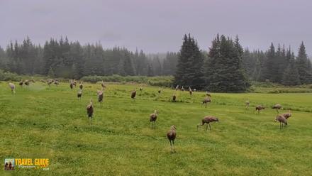 Inspiration Ridge - Homer Alaska Live Webcam - Aug 25, 2026, 2:45pm AKDT