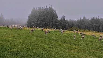 Inspiration Ridge - Homer Alaska Live Webcam - Sep 5, 2025, 7:30am AKDT