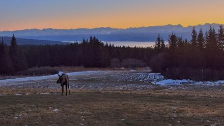 Inspiration Ridge - Homer Alaska Live Webcam - Dec 12, 2025, 9:14am AKST