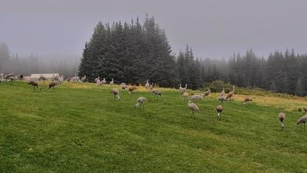 Inspiration Ridge - Homer Alaska Live Webcam - Sep 5, 2025, 7:32am AKDT