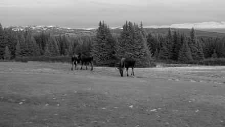 Inspiration Ridge - Homer Alaska Live Webcam - Dec 16, 2025, 4:17pm AKST