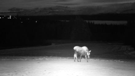 Inspiration Ridge - Homer Alaska Live Webcam - Dec 2, 2025, 6:14pm AKST