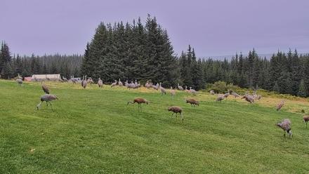 Inspiration Ridge - Homer Alaska Live Webcam - Sep 4, 2025, 1:44pm AKDT