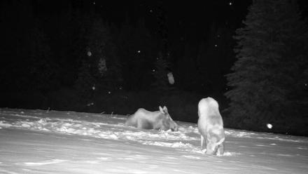 Inspiration Ridge - Homer Alaska Live Webcam - Jan 14, 2026, 12:53am AKST