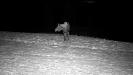 Inspiration Ridge - Homer Alaska Live Webcam - Nov 7, 2025, 11:17pm AKST