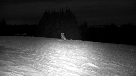 Inspiration Ridge - Homer Alaska Live Webcam - Jan 1, 2026, 4:32am AKST