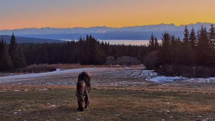 Inspiration Ridge - Homer Alaska Live Webcam - Dec 12, 2025, 9:16am AKST