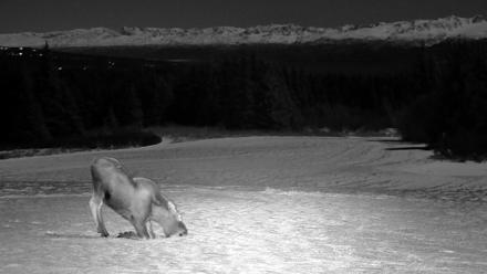 Inspiration Ridge - Homer Alaska Live Webcam - Jan 3, 2026, 12:45am AKST