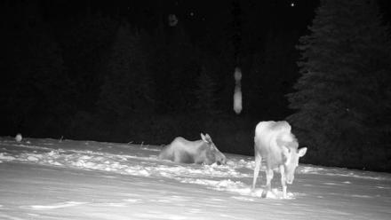 Inspiration Ridge - Homer Alaska Live Webcam - Jan 14, 2026, 12:56am AKST