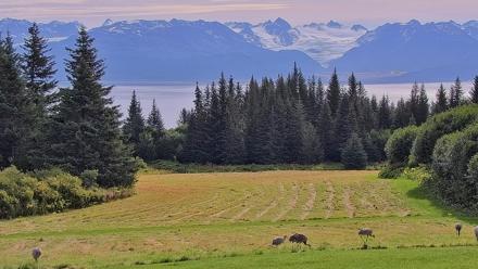 Inspiration Ridge - Homer Alaska Live Webcam - Aug 30, 2025, 11:09am AKDT
