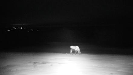 Inspiration Ridge - Homer Alaska Live Webcam - Feb 9, 2026, 7:29pm AKST