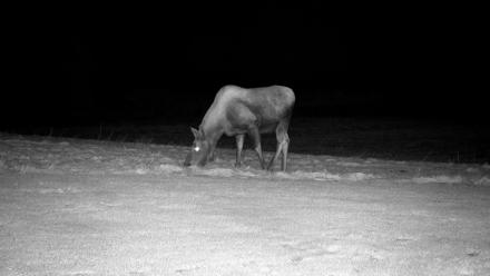 Inspiration Ridge - Homer Alaska Live Webcam - Dec 8, 2025, 7:08pm AKST