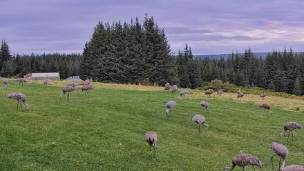 Inspiration Ridge - Homer Alaska Live Webcam - Sep 3, 2025, 8:54am AKDT