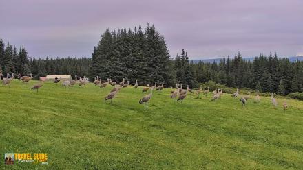 Inspiration Ridge - Homer Alaska Live Webcam - Aug 28, 2026, 12:41pm AKDT