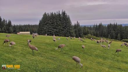 Inspiration Ridge - Homer Alaska Live Webcam - Aug 28, 2026, 12:32pm AKDT