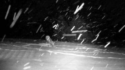 Inspiration Ridge - Homer Alaska Live Webcam - Jan 5, 2026, 7:12pm AKST