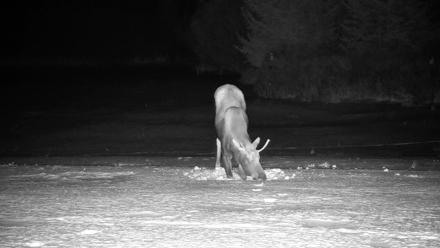 Inspiration Ridge - Homer Alaska Live Webcam - Jan 21, 2026, 11:05pm AKST