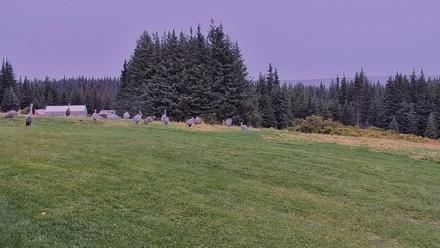 Inspiration Ridge - Homer Alaska Live Webcam - Sep 10, 2025, 11:45am AKDT