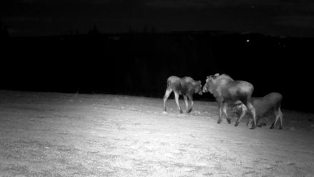 Inspiration Ridge - Homer Alaska Live Webcam - Dec 2, 2025, 6:58pm AKST