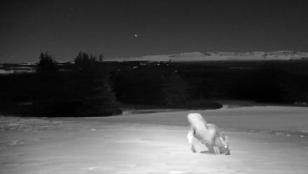 Inspiration Ridge - Homer Alaska Live Webcam - Jan 3, 2026, 12:44am AKST