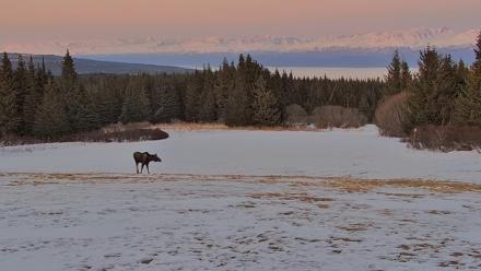 Inspiration Ridge - Homer Alaska Live Webcam - Apr 1, 2026, 9:52pm AKDT