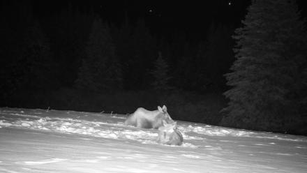 Inspiration Ridge - Homer Alaska Live Webcam - Jan 14, 2026, 12:46am AKST