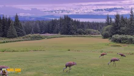 Inspiration Ridge - Homer Alaska Live Webcam - Aug 21, 2026, 11:12am AKDT