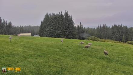 Inspiration Ridge - Homer Alaska Live Webcam - Sep 8, 2026, 11:19am AKDT
