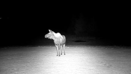 Inspiration Ridge - Homer Alaska Live Webcam - Dec 25, 2025, 7:26pm AKST