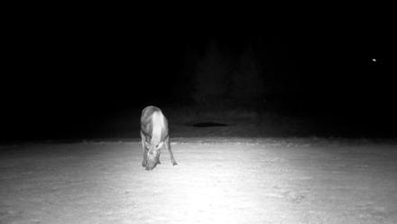 Inspiration Ridge - Homer Alaska Live Webcam - Dec 25, 2025, 7:21pm AKST