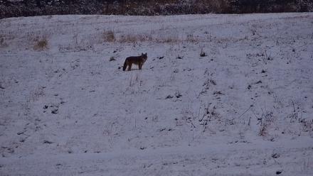 Inspiration Ridge - Homer Alaska Live Webcam - Nov 7, 2025, 5:24pm AKST